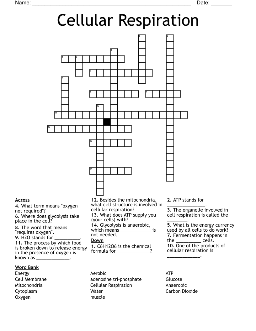 Cellular Respiration Crossword WordMint