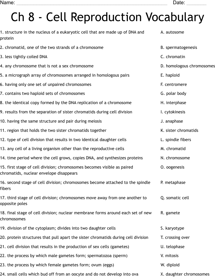 30 Meiosis Worksheet Answer Key Pdf ChrisEvangeline