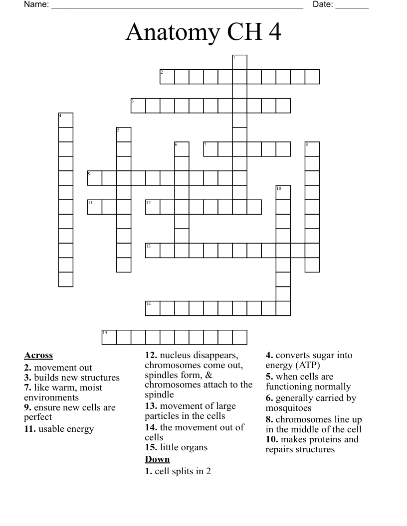 Anatomy CH 4 Crossword WordMint