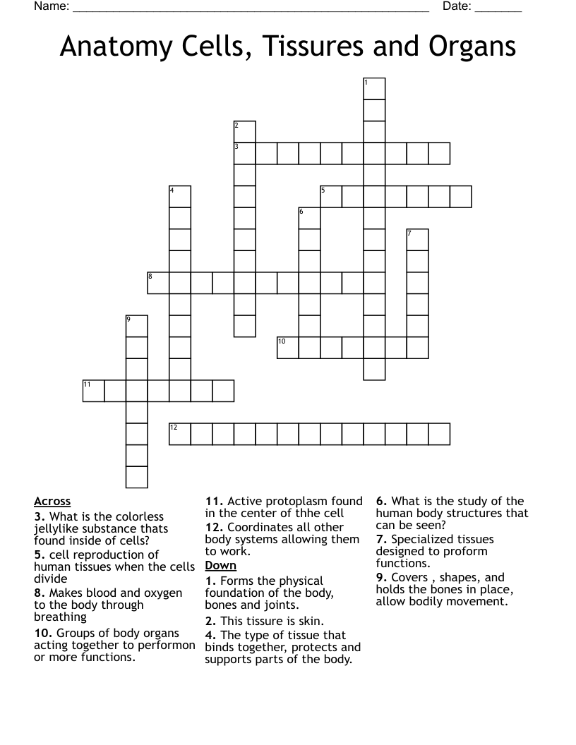 Anatomy Cells, Tissures and Organs Crossword