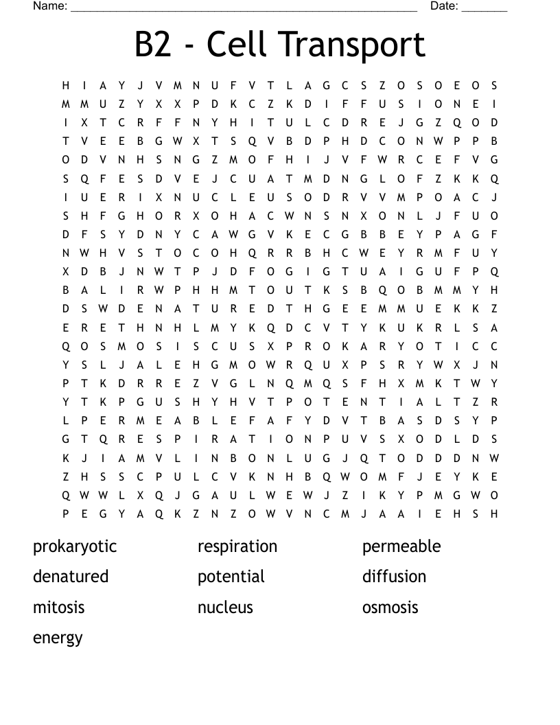 B2 - Cell Transport Word Search