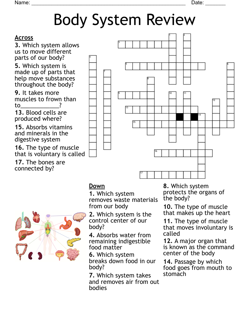 Human Body Systems Crossword Puzzle Worksheet Answers