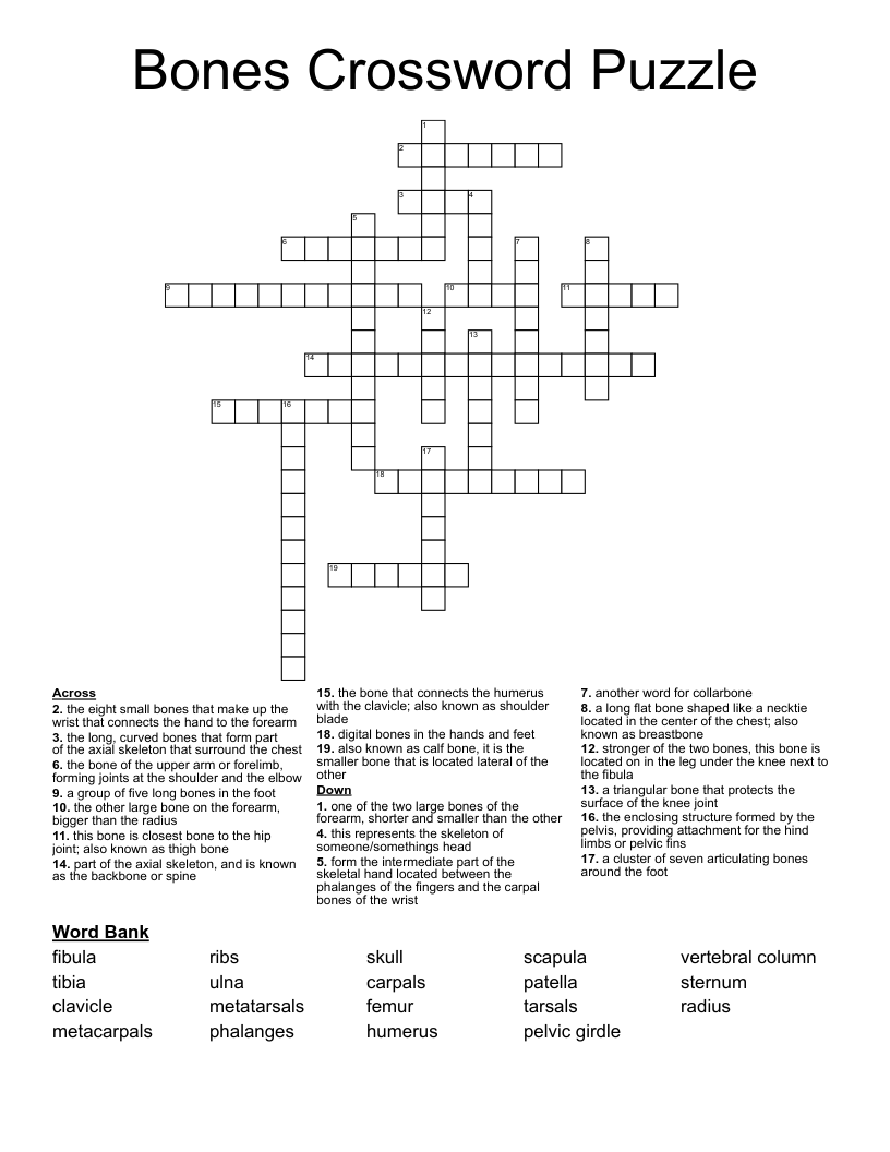 Bones Crossword Puzzle WordMint