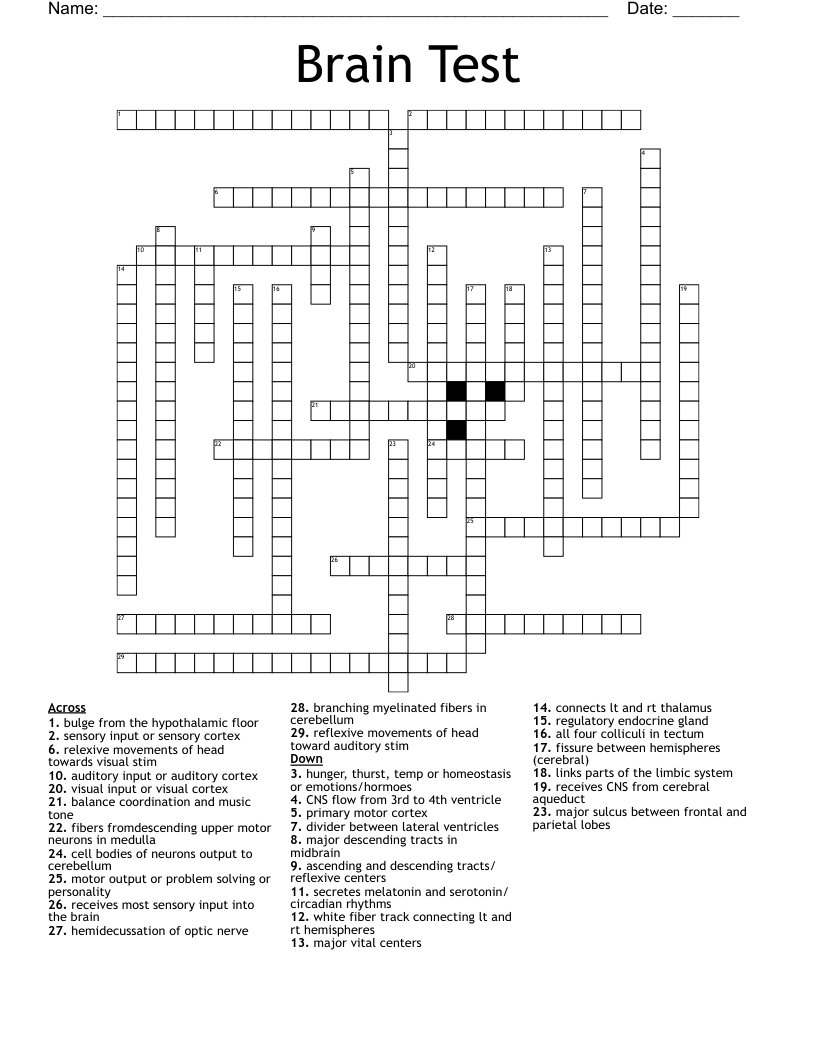 Brain Anatomy Crossword WordMint
