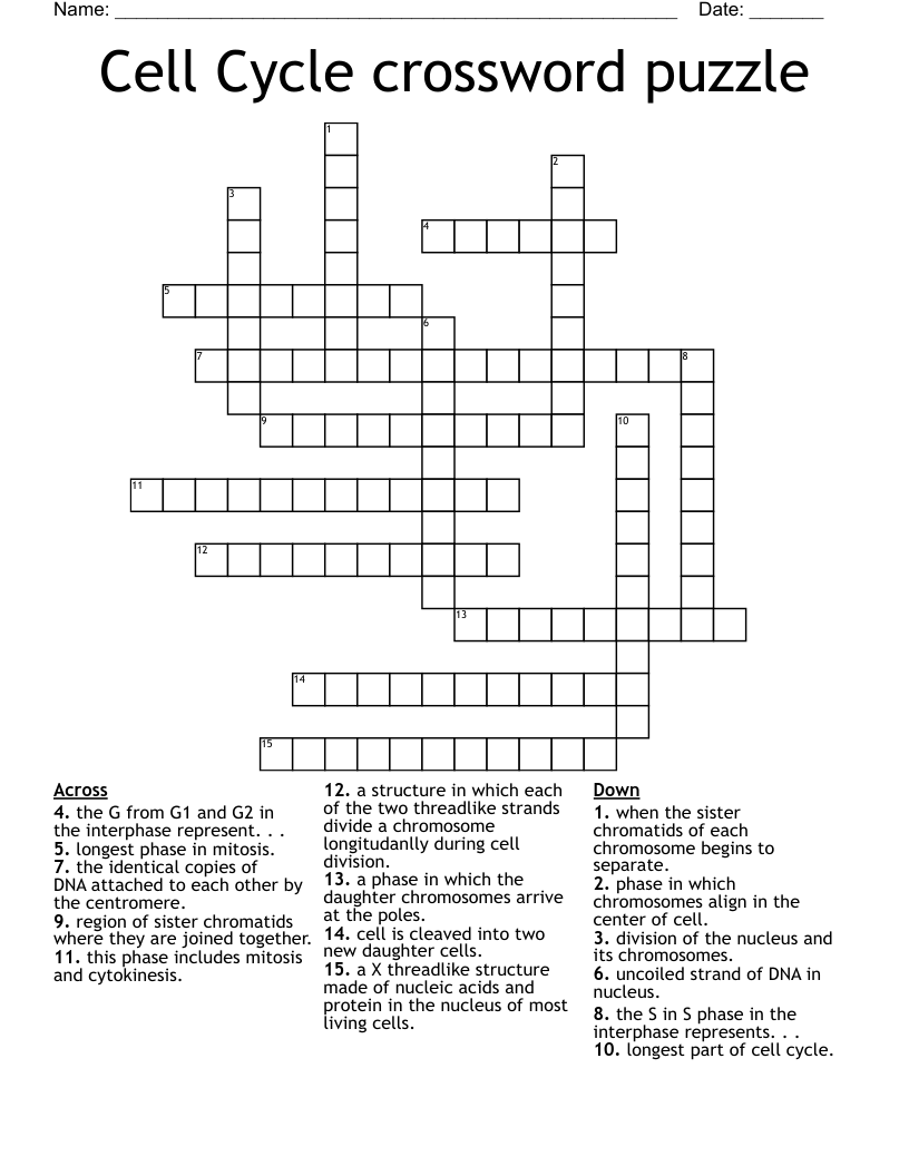 Cell Cycle Word Search WordMint