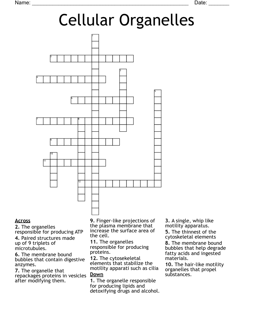 Cellular Organelles Crossword
