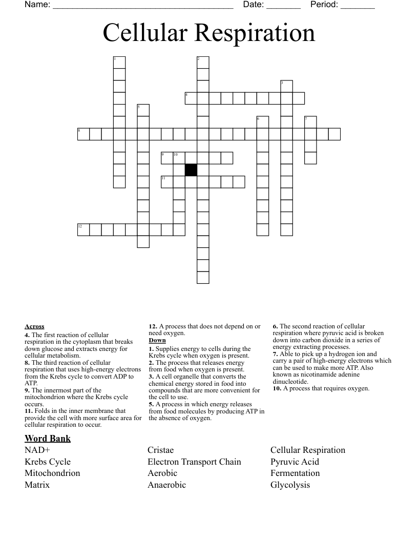 Respiration Puzzle Crossword WordMint