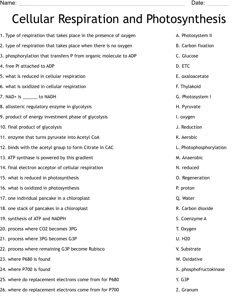 Overview Of Cellular Respiration And Fermentation Worksheet