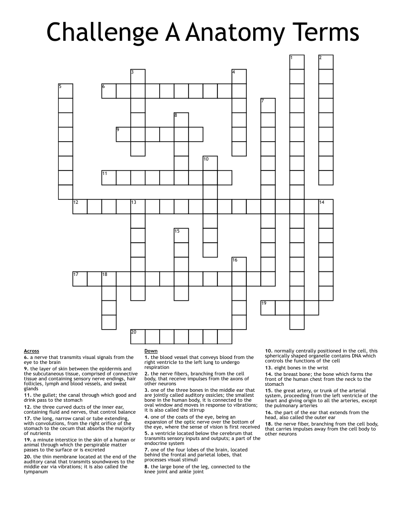 Challenge A Anatomy Terms Crossword WordMint