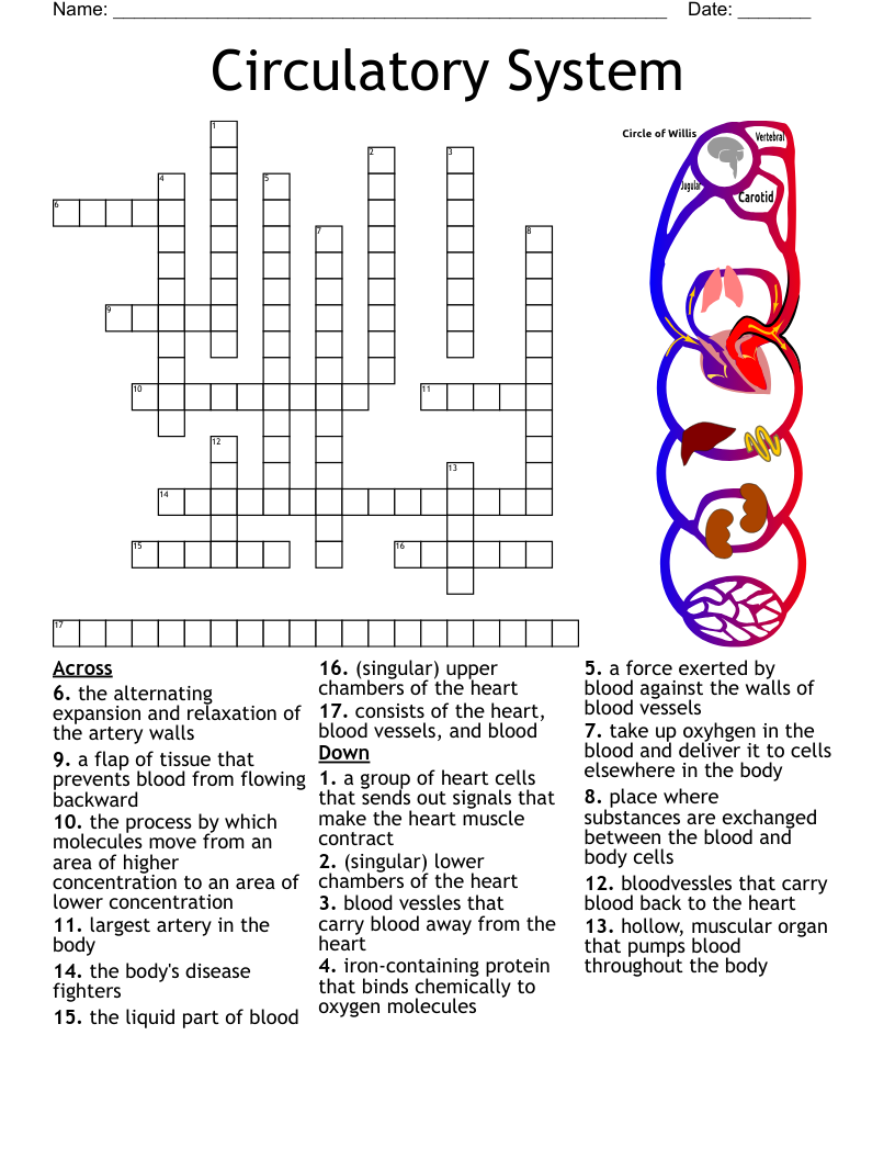 Circulatory System Crossword WordMint