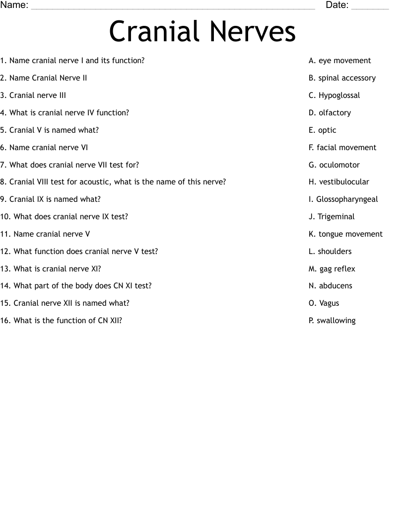 Cranial Nerves Worksheet WordMint