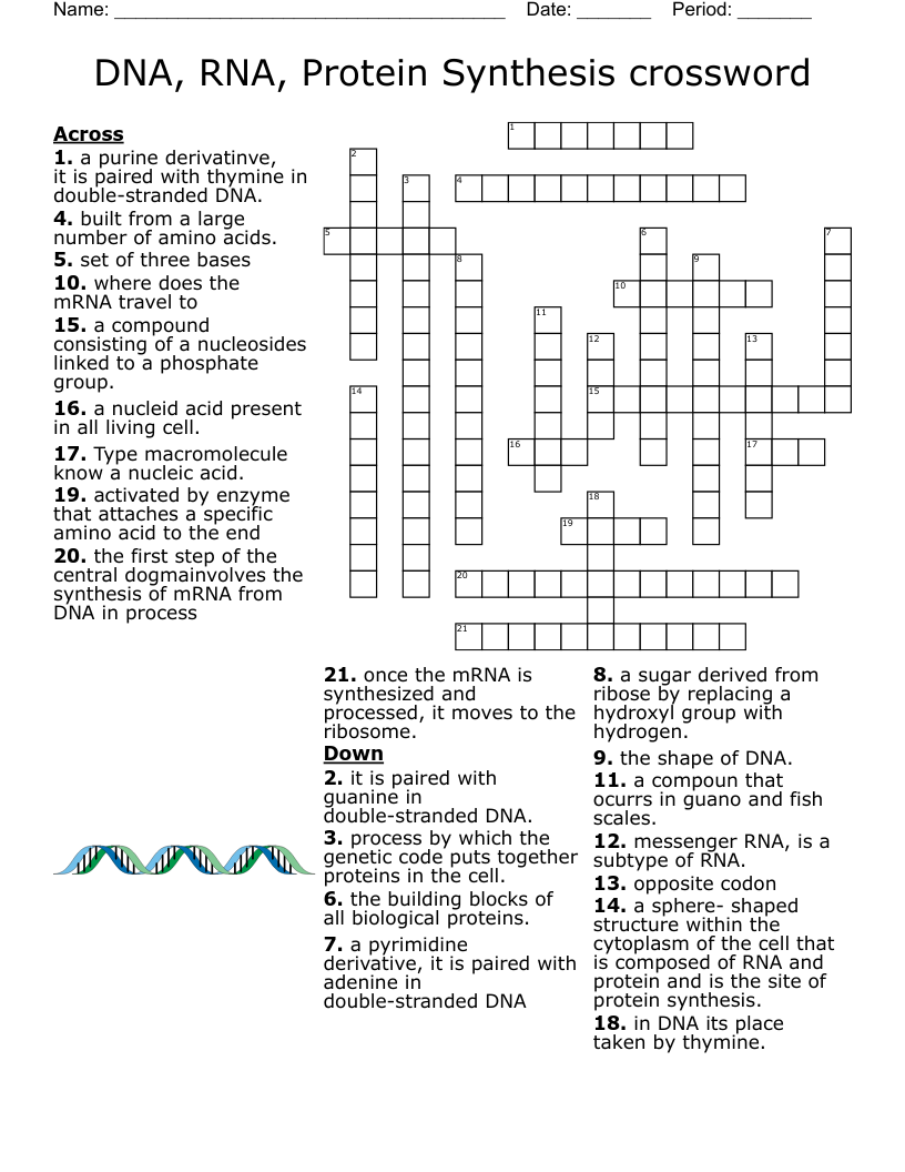 DNA RNA Protein Synthesis Crossword WordMint