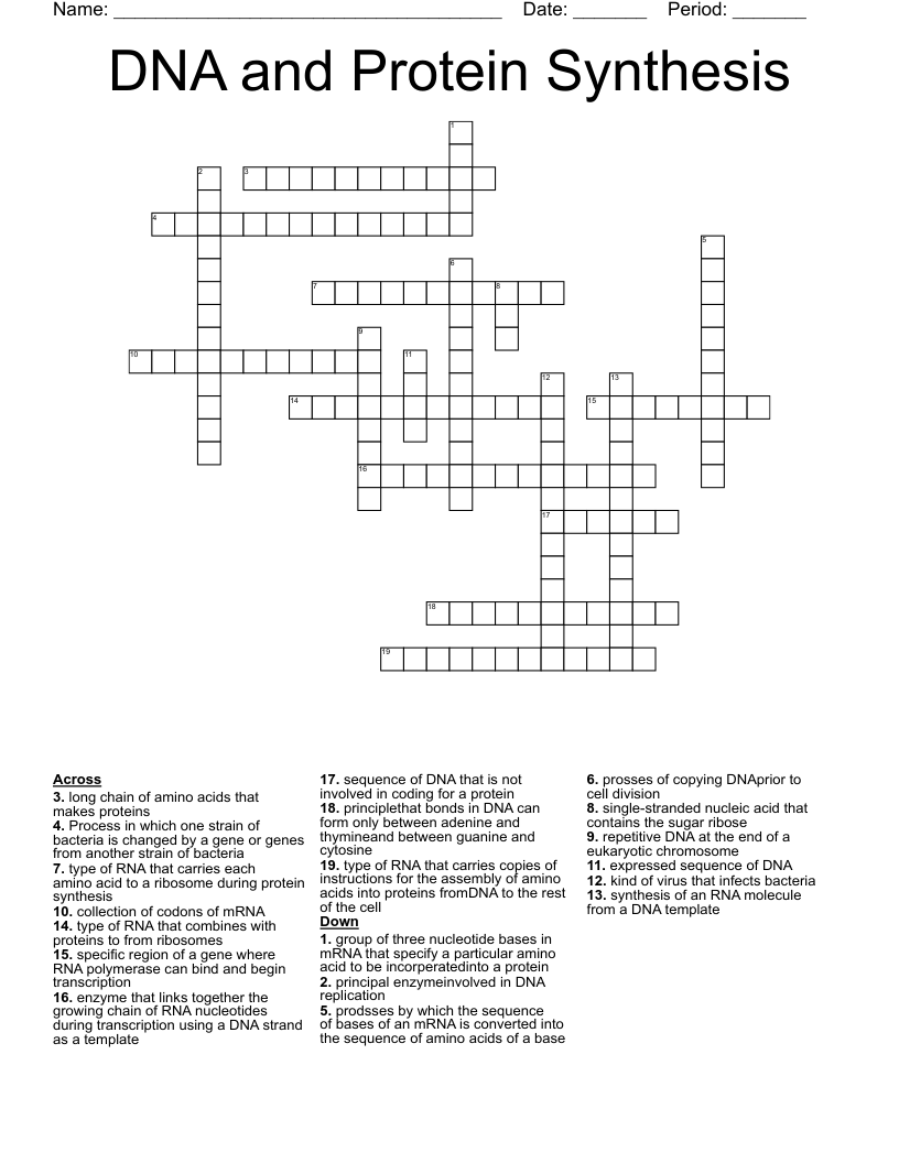 DNA And Protein Synthesis Crossword WordMint