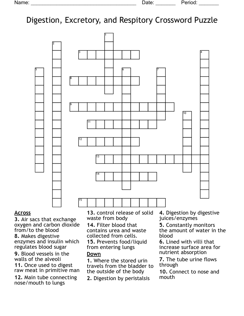 Digestion, Excretory, and Respitory Crossword Puzzle 