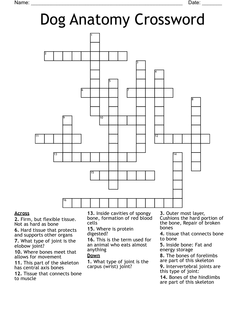 Bone Anatomy Crossword Bone Anatomy Crossword A 13 Question 