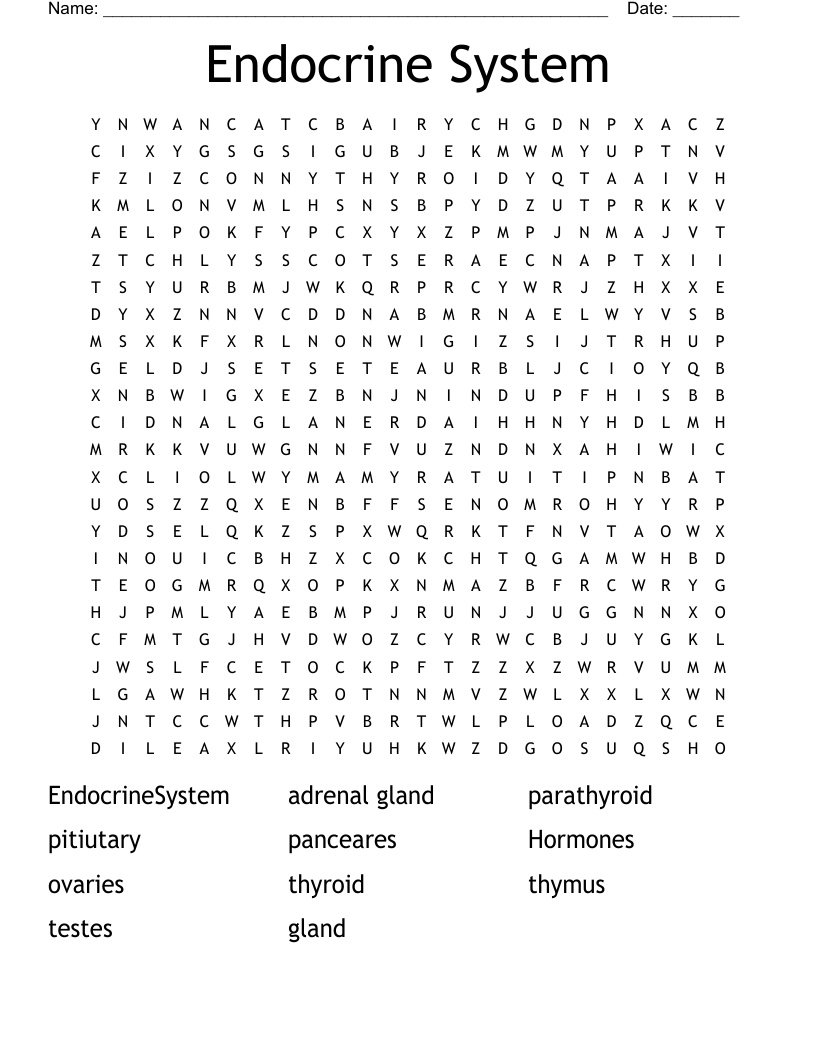 Endocrine System Word Search