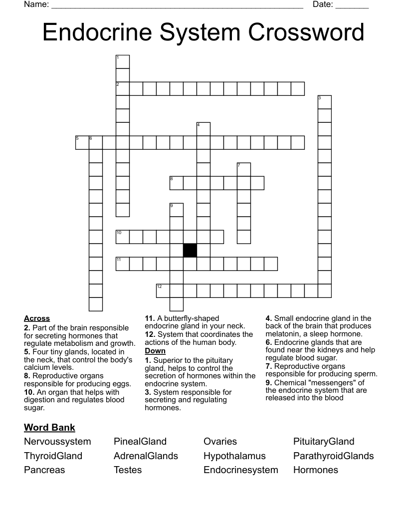 Endocrine System Crossword WordMint