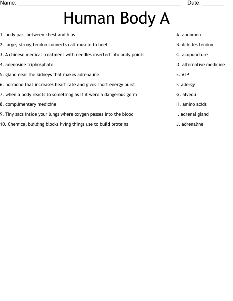 Human Body A Worksheet