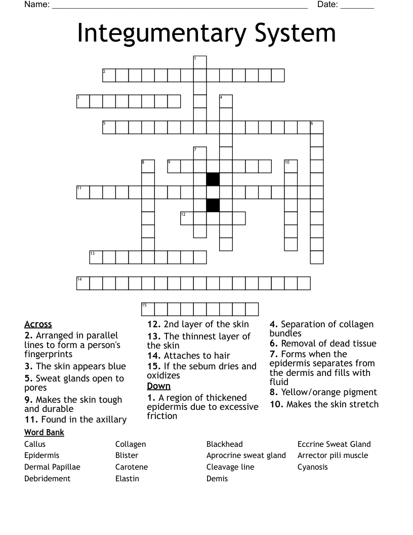 Integumentary System Crossword WordMint