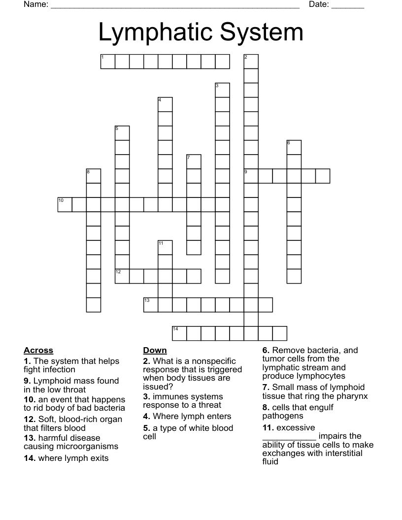 Immune System Crossword WordMint
