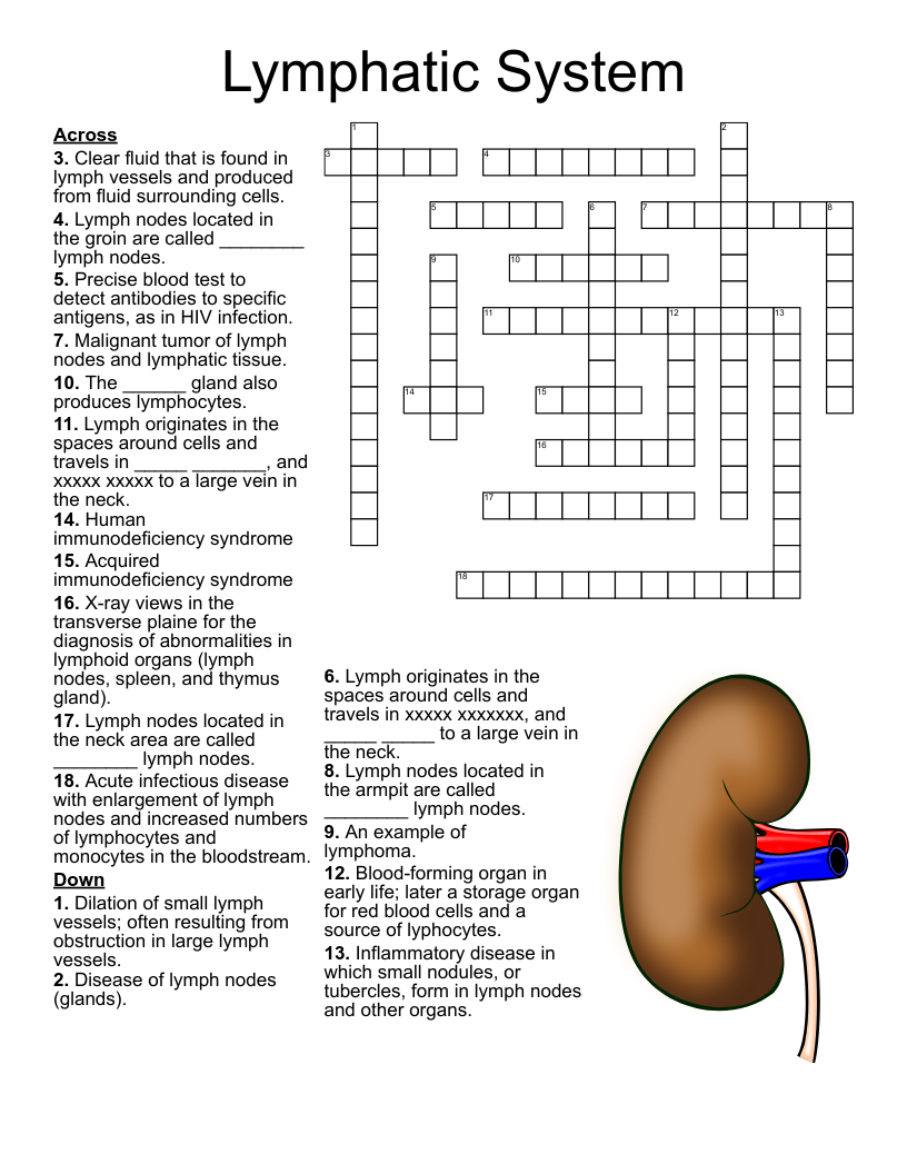 The Lymphatic System And Body Defenses Crossword Puzzle Answers 91 