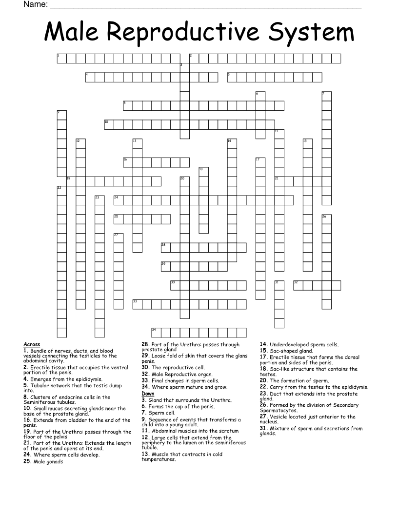 Male Reproductive System Worksheet Answer Key