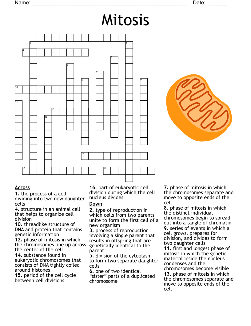 Mitosis Crossword WordMint
