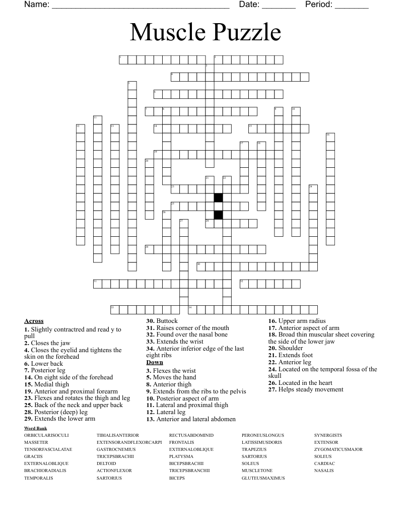 Muscle Puzzle Crossword WordMint