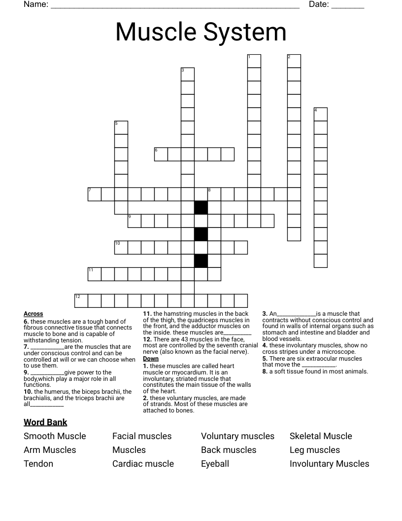 Muscle System Crossword - WordMint