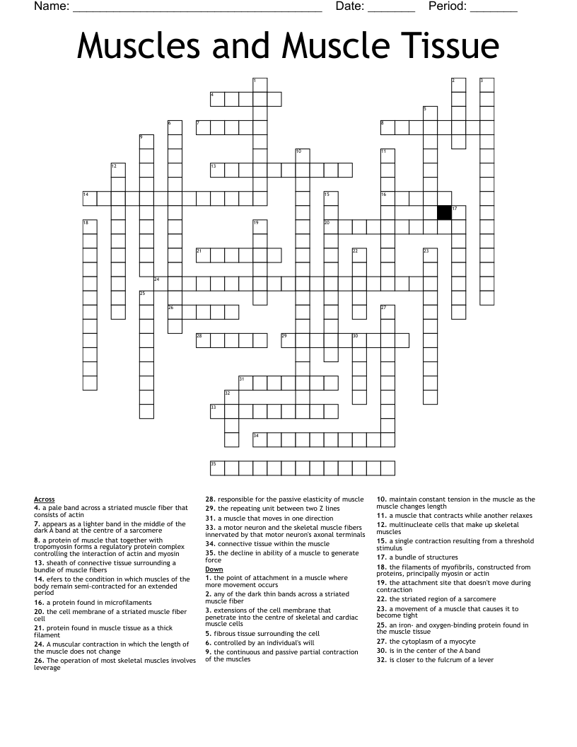 Muscles Crossword Puzzle WordMint