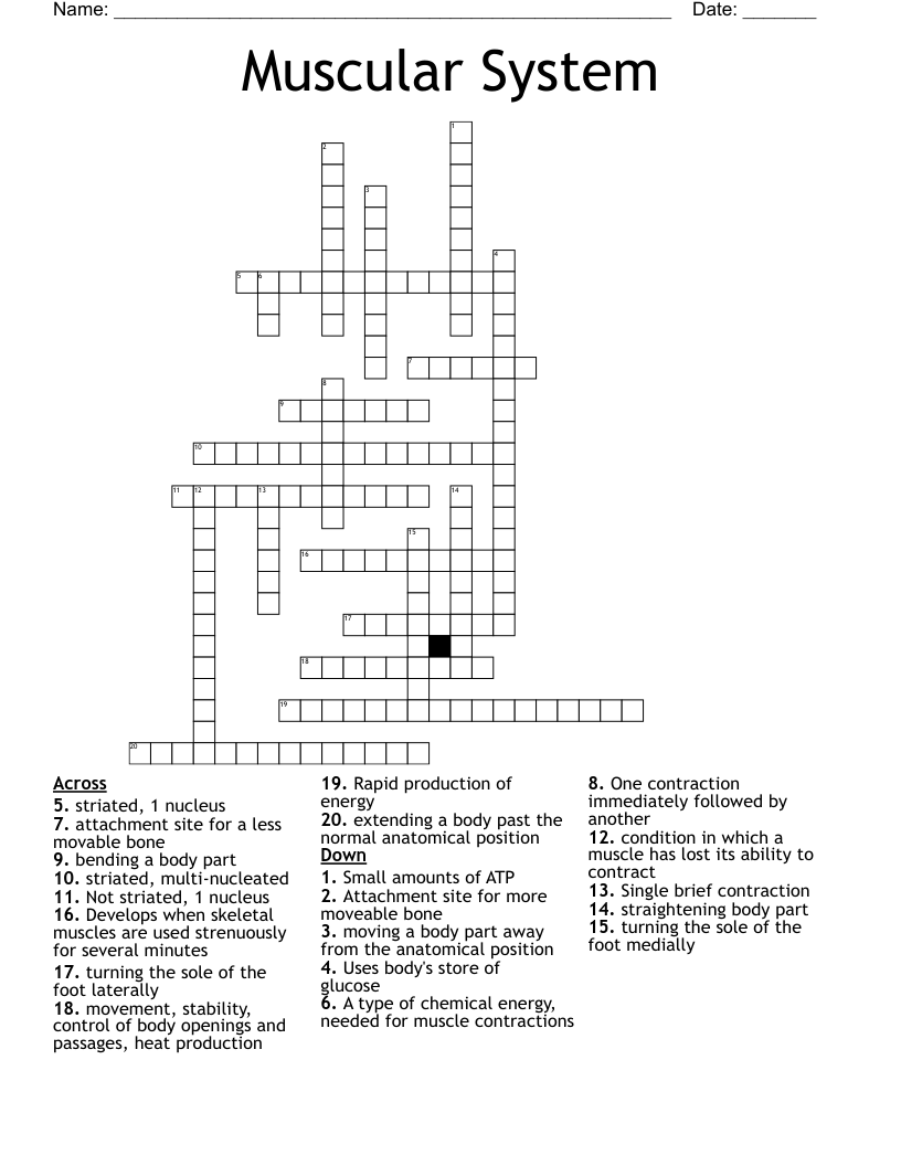 Muscular System  Crossword