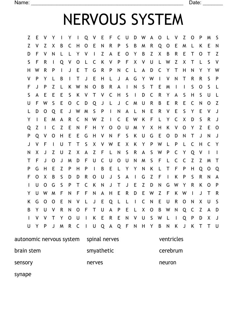 NERVOUS SYSTEM  Word Search