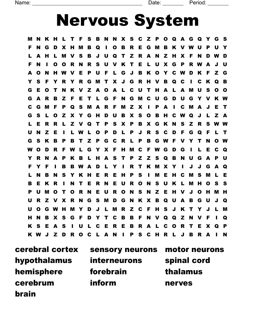 Nervous System Word Search
