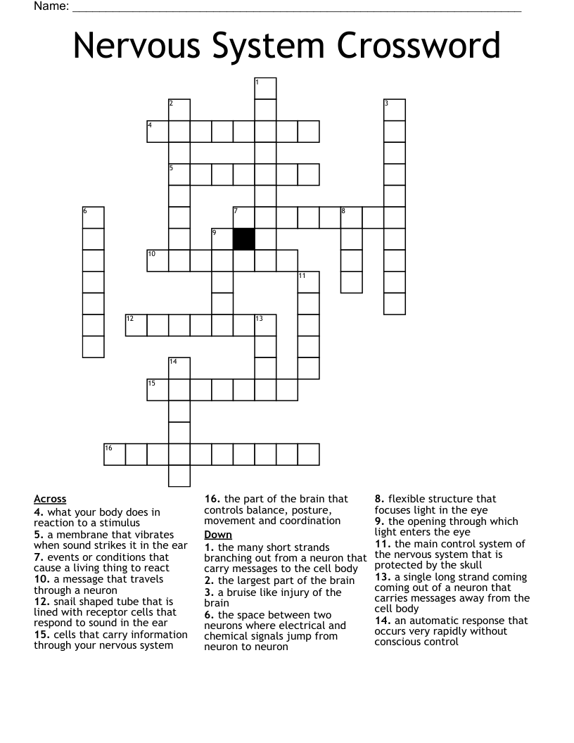 Nervous System Crossword