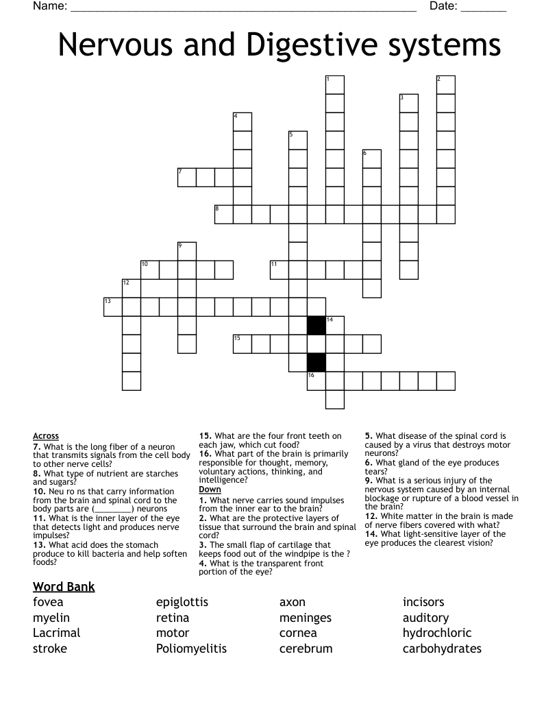 Nervous and Digestive systems Crossword