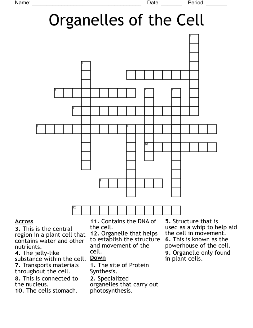 Organelles of the Cell Crossword