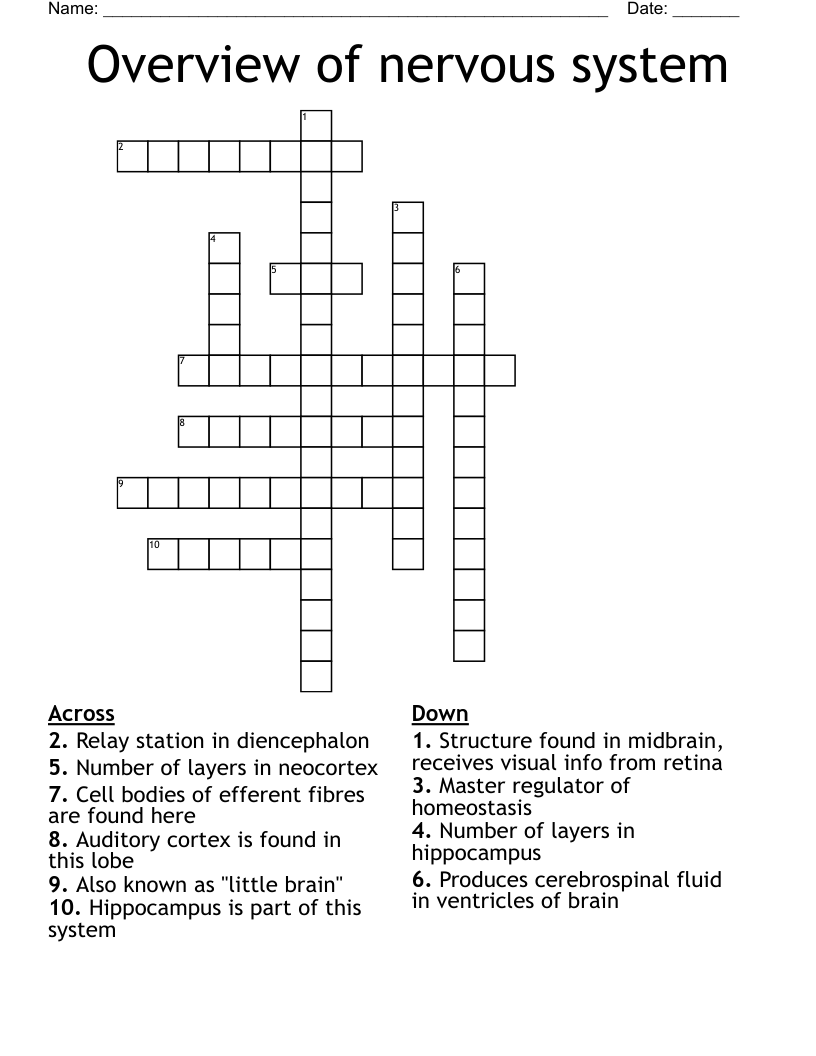 Overview of nervous system Crossword