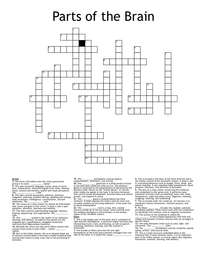 Parts Of The Brain Crossword WordMint Parts Of The Brain Crossword WordMint