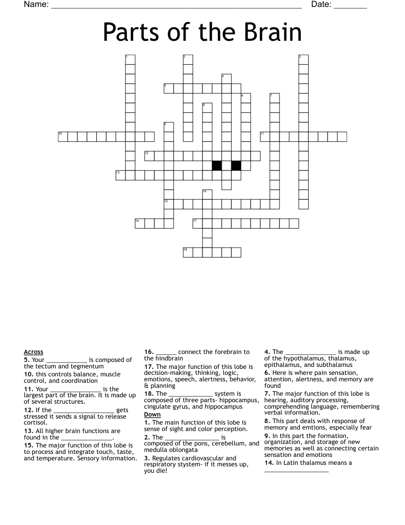 Parts Of The Brain Crossword WordMint