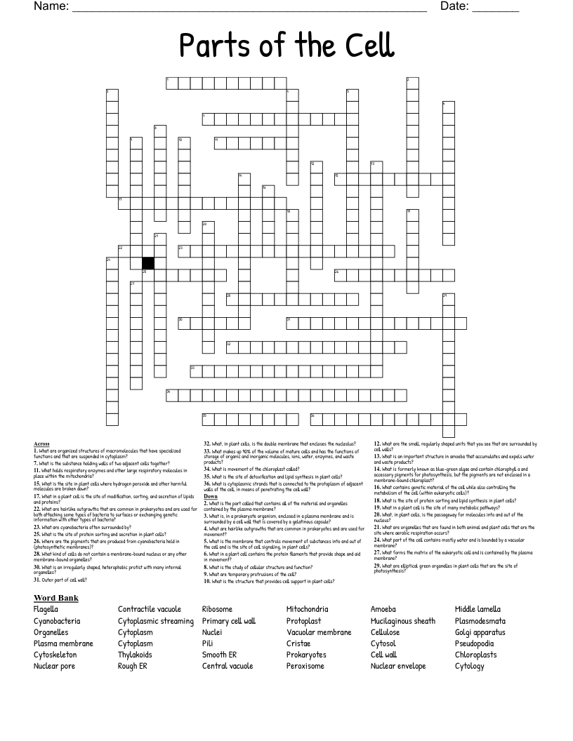 Parts Of The Cell Crossword WordMint