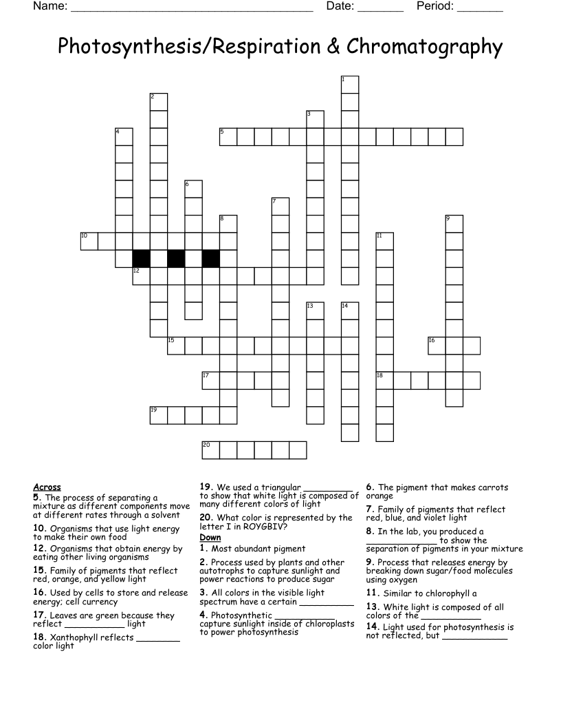 Photosynthesis/Respiration & Chromatography Crossword