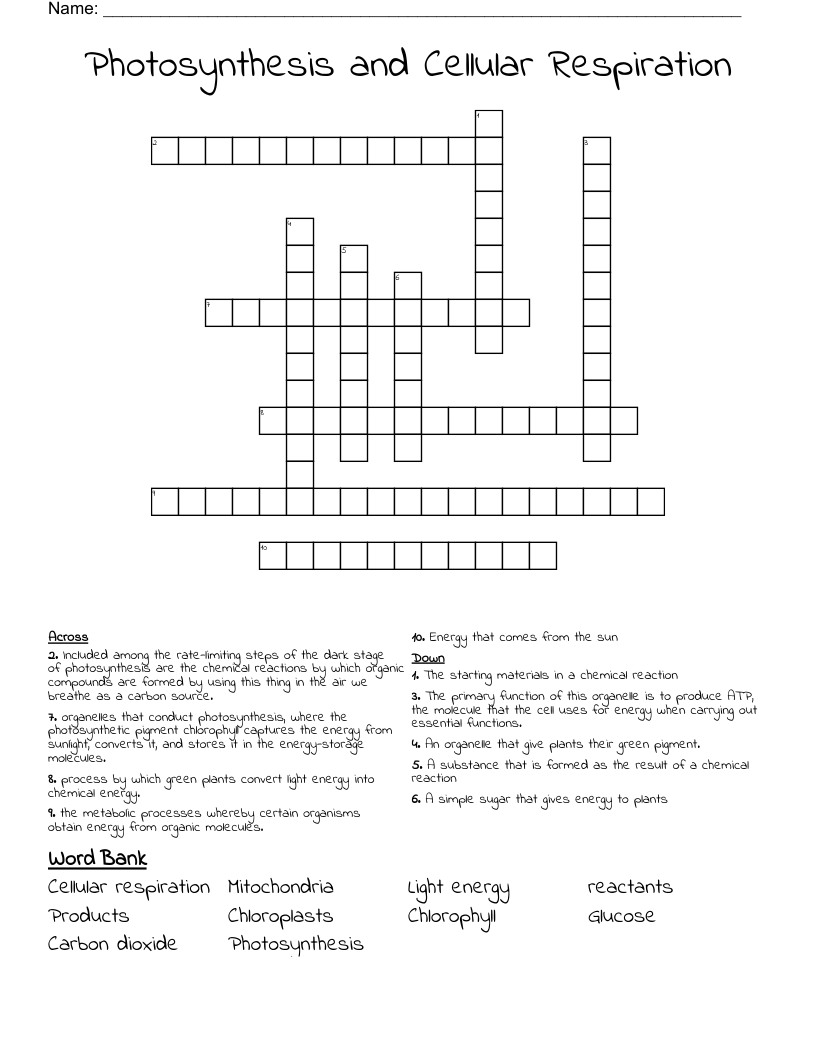 Photosynthesis And Cellular Respiration Crossword WordMint