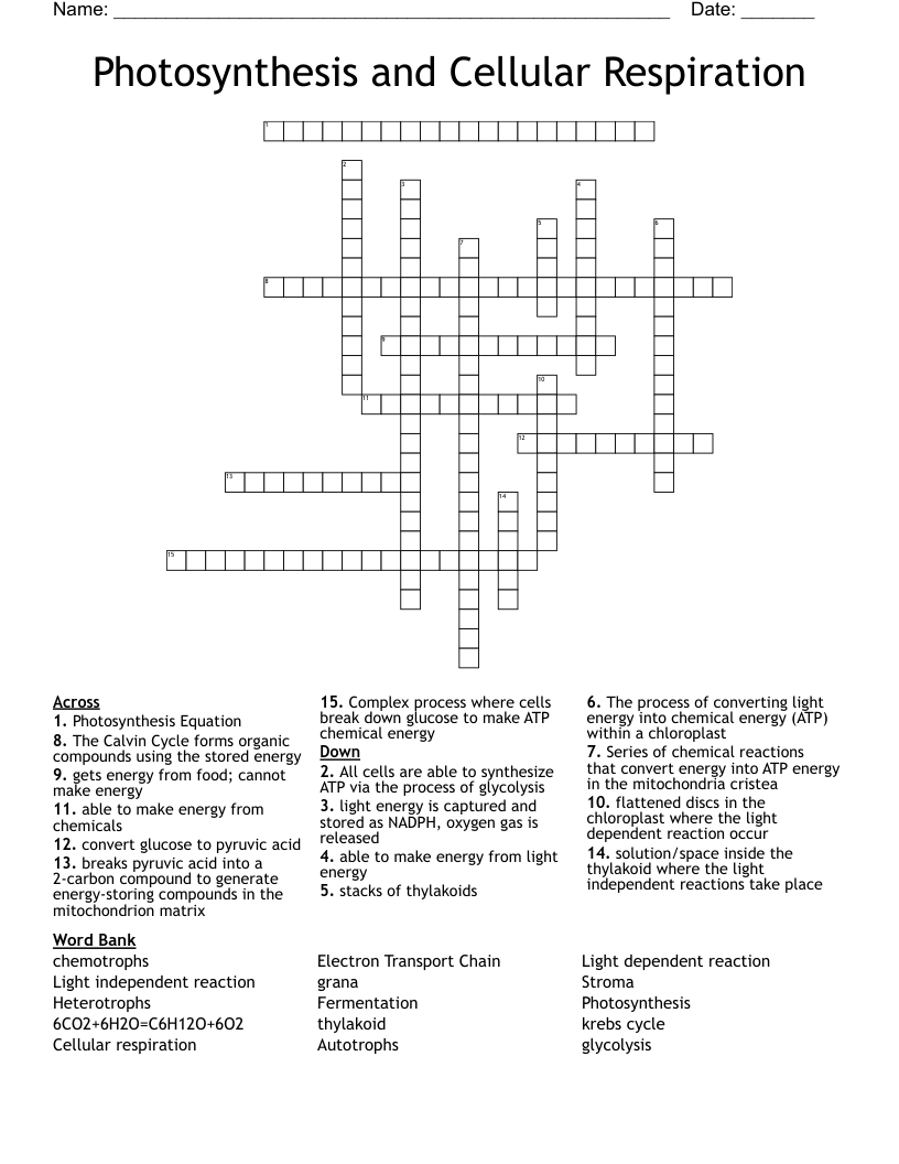 Similar To Photosynthesis Cross Word WordMint