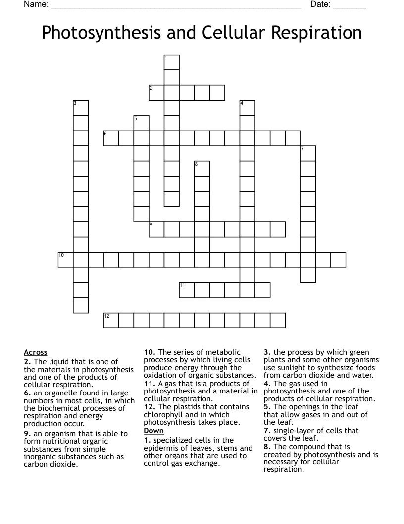 Photosynthesis And Cellular Respiration Crossword WordMint