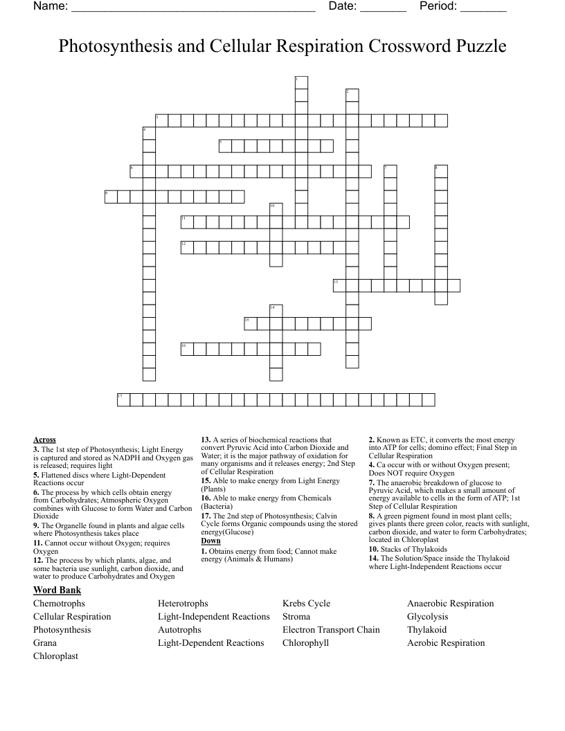 Photosynthesis And Cellular Respiration Worksheet Answer Key Ap Bio 