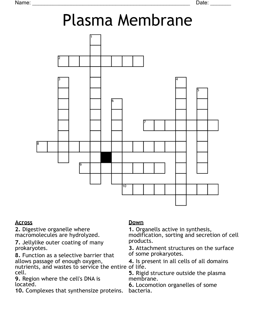 Plasma Membrane Crossword WordMint