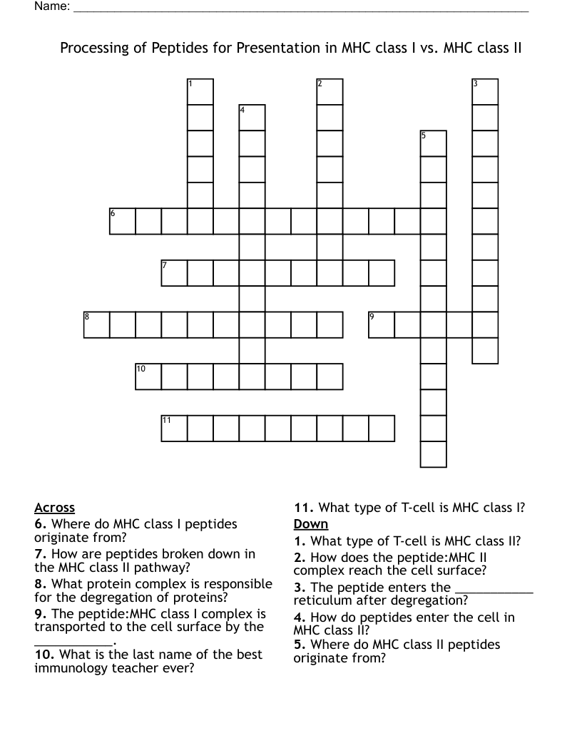 Processing of Peptides for Presentation in MHC class I vs. MHC class II Crossword