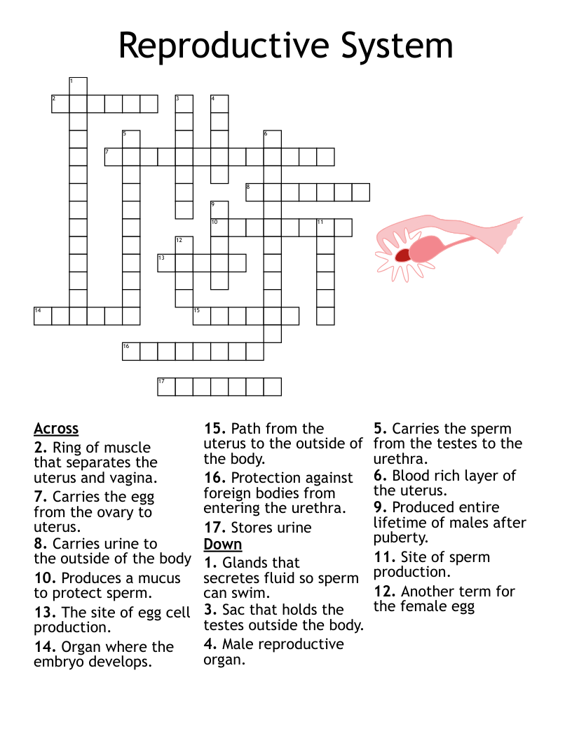 Human Reproduction Crossword WordMint