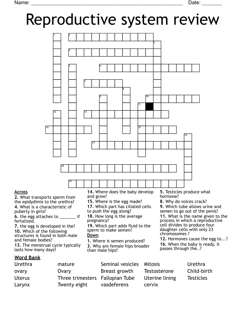 Reproductive system review Crossword
