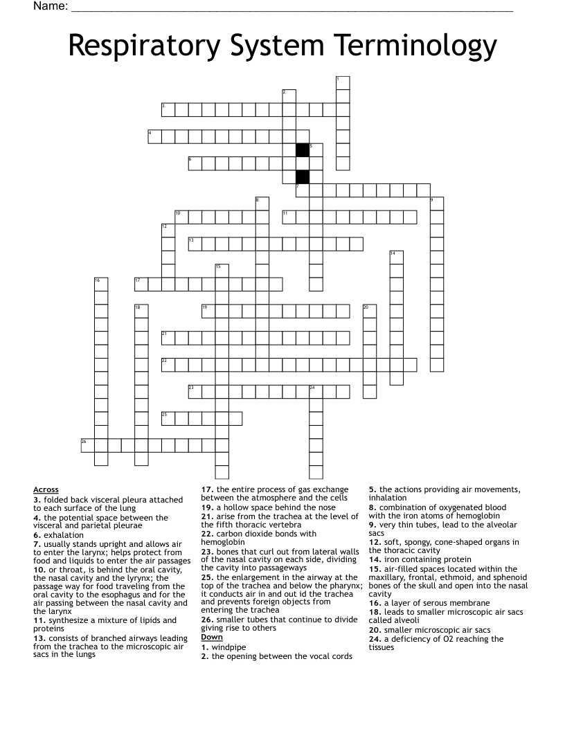 Respiratory System Terminology   Crossword